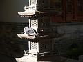 Chinese Botanical pagoda pigeon